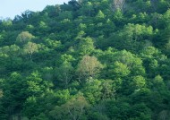 浓密的森林图片大全