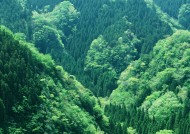 浓密的森林图片大全