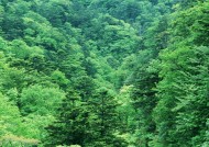 浓密的森林图片大全