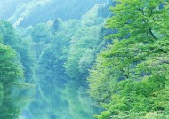 浓密的森林图片大全