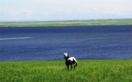 呼伦贝尔大草原图片