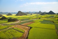 云南罗平油菜花风景图片