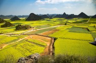 云南罗平油菜花风景图片
