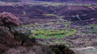 西藏林芝桃花沟风景图片大全