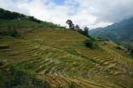 越南山地梯田风景图片