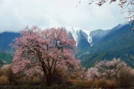 西藏林芝桃花风景图片大全