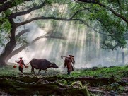 福建杨家溪晨雾风景图片大全