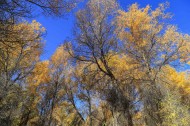 内蒙古额济纳胡杨林风景图片大全