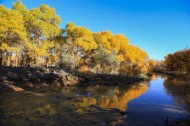 内蒙古额济纳胡杨林风景图片大全
