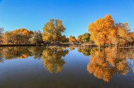 内蒙古额济纳胡杨林风景图片大全