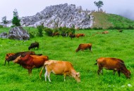 重庆千野草场风景图片