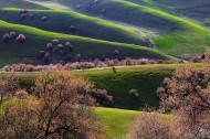 新疆新源野杏林风景图片大全