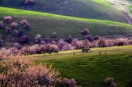 新疆新源野杏林风景图片大全