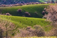 新疆新源野杏林风景图片大全