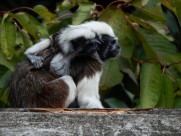棉花顶面绢毛猴图片
