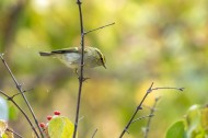 黄眉柳莺鸟类图片