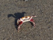 沙滩上的螃蟹图片