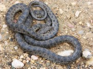 冰冷危险的毒蛇图片大全