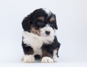 长毛小奶狗图片