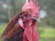 公鸡的鸡冠图片