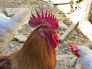 公鸡的鸡冠图片