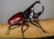 力量惊人的犀牛甲虫图片大全