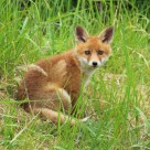 狡诈的狐狸图片大全