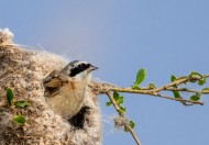 中华攀雀鸟类图片大全
