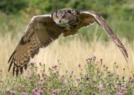 不同种类的猫头鹰图片