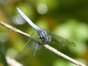 轻盈停落的蜻蜓图片大全