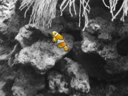 海洋中的小丑鱼图片大全