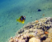 海洋中的小丑鱼图片大全