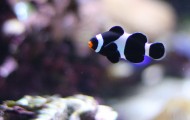 海洋中的小丑鱼图片大全