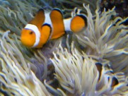 海洋中的小丑鱼图片大全