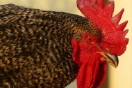 公鸡的鸡冠图片