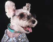 可爱的雪纳瑞图片