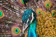 雄孔雀开屏图片