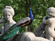 一只色彩艳丽的孔雀图片