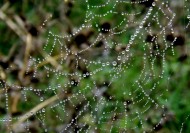 蜘蛛网高清图片