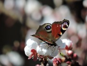 漂亮的孔雀蝴蝶图片大全