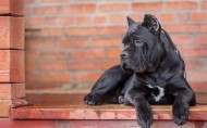 猛犬卡斯罗图片