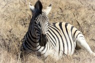 健壮的斑马图片大全