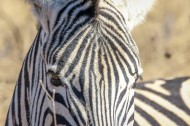 健壮的斑马图片大全