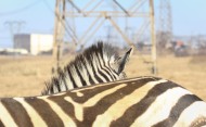 健壮的斑马图片大全