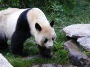 国宝大熊猫图片大全