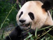 国宝大熊猫图片大全