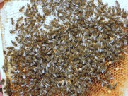 蜂巢上蜜蜂图片