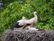 鸟巢上的白鹭图片