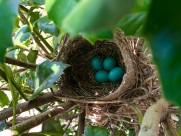 鸟巢中的鸟蛋图片