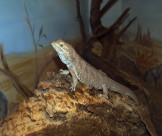 敏捷的蜥蜴图片大全